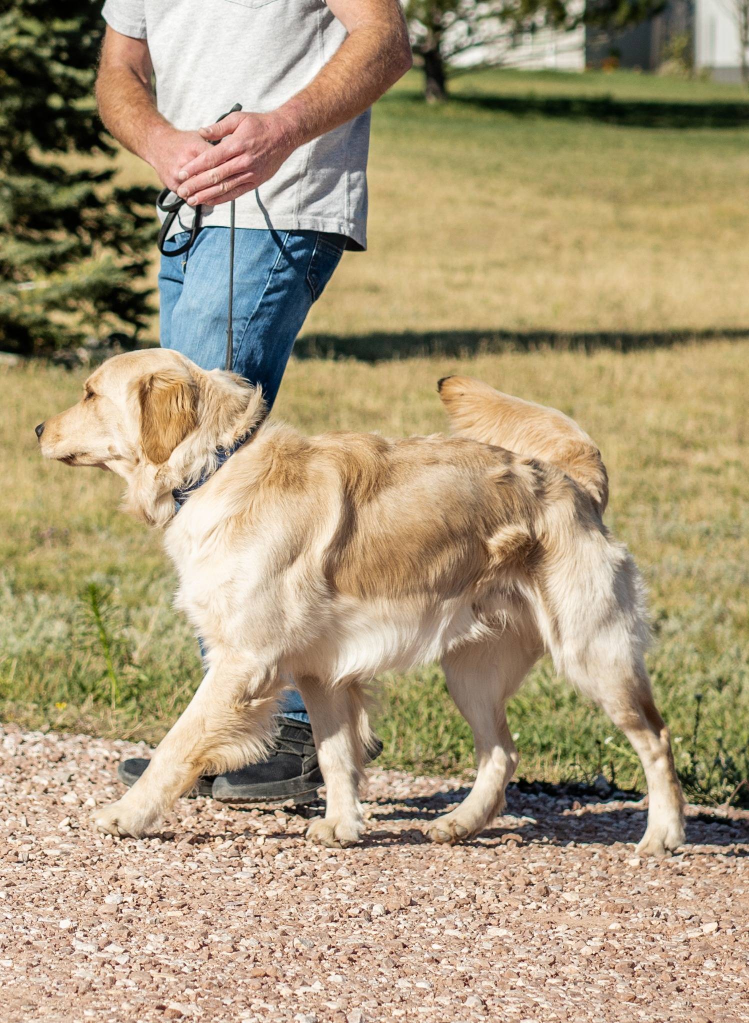 Dog boarding
